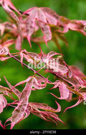 Acer palmatum Geisha Gone Wild Japanese Maple Leaves Banque D'Images