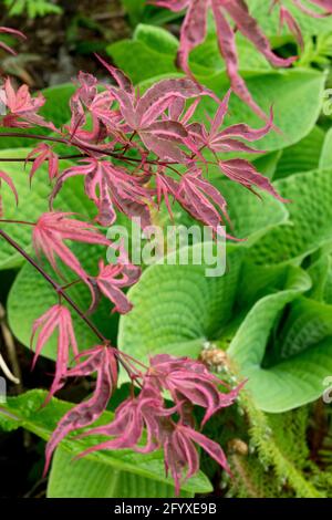 Acer palmatum 'Geisha Gone Wild' feuillage d'érable japonais au-dessus des feuilles de hosta Banque D'Images