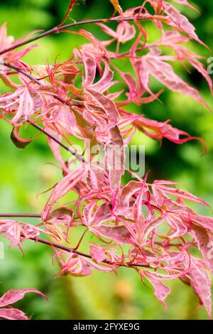 Acer palmatum Geisha Gone Wild Japanese Maple Banque D'Images