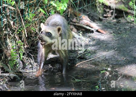 Raton laveur de crabe au zoo d'Overloon, aux pays-Bas Banque D'Images