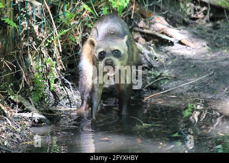 Raton laveur de crabe au zoo d'Overloon, aux pays-Bas Banque D'Images