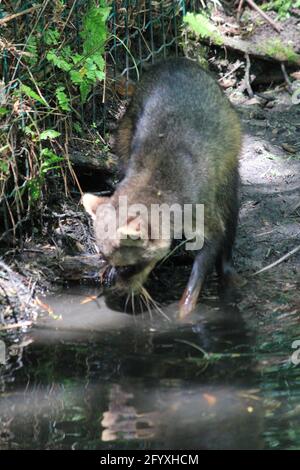 Raton laveur de crabe au zoo d'Overloon, aux pays-Bas Banque D'Images