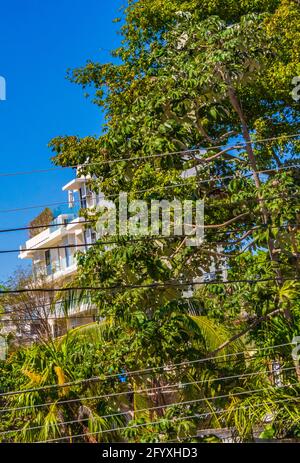 Palm Trees nature et hôtels et appartements à Playa del Carmen Mexique. Banque D'Images
