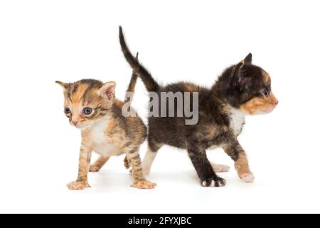 Deux chatons amusants dans des couleurs fantaisie, isolés sur un fond blanc Banque D'Images