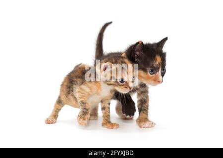 Deux chatons amusants dans des couleurs fantaisie, isolés sur un fond blanc Banque D'Images