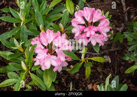 Les azalées roses (Azalea japonica) fleurissent au printemps en Angleterre Banque D'Images