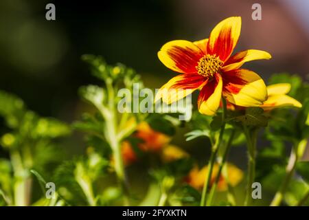 Bidens « Hawaiian Flare Yellow Red Star » Banque D'Images