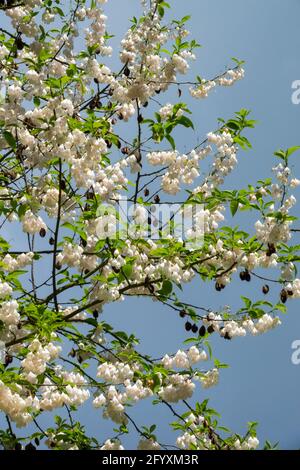 Silver-Bell Tree Mountain Snowdrop Tree Carolina Silverbell Halesia Carolina vestita Ou Halesia monticola Banque D'Images