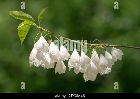 Fleurs blanches sur Branch Mountain Silverbell Halesia fleurs Halesia tetraptera Mountain Snowdrop Tree White Halesia carolina 'Vestita' Spring Blooms Banque D'Images