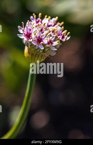 Allium 'Silver Spring' Banque D'Images