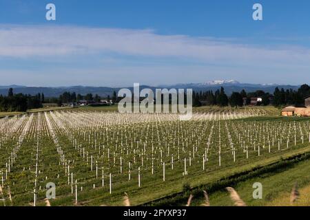 Champ de culture des raisins, Parme, Bologne, région. Italie Banque D'Images