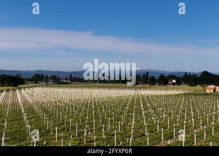 Champ de culture des raisins, Parme, Bologne, région. Italie Banque D'Images