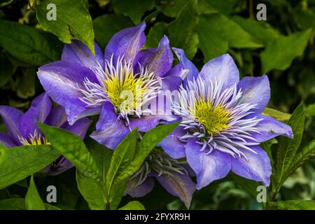 Clematis «Fontaine de cristal» Banque D'Images