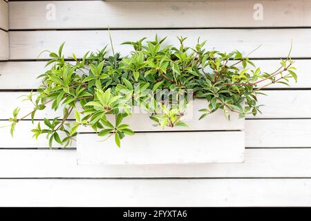 Pieris japonica, l'andromeda japonaise ou pieris japonais, est une espèce de plante à fleurs de la famille des Ericacées. Plante rampant dans un b blanc Banque D'Images