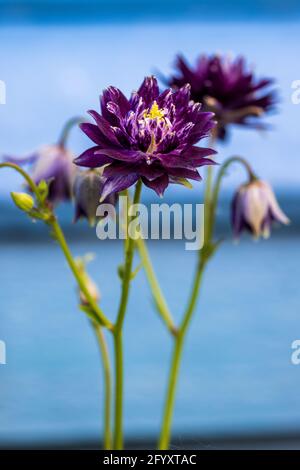 Aquilegia Caerulea vulgaris Christa Barlow Banque D'Images