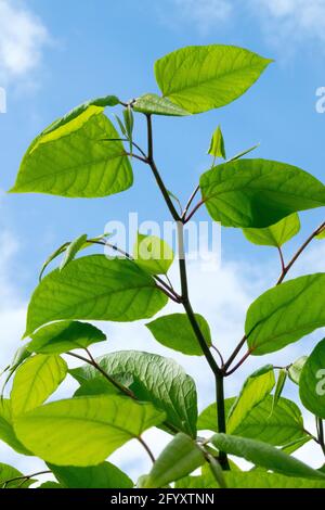 Feuilles de limose japonaise Fallopia japonica plante invasive feuillage Reynoutria au printemps de nouvelles feuilles sur la tige Banque D'Images