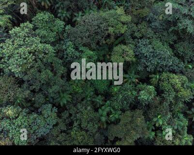 Vue aérienne de la canopée de la forêt tropicale de l'Atlantique près de Paraty, Brésil Banque D'Images