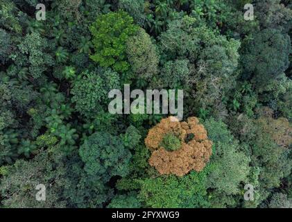 Vue aérienne de la canopée de la forêt tropicale de l'Atlantique près de Paraty, Brésil Banque D'Images