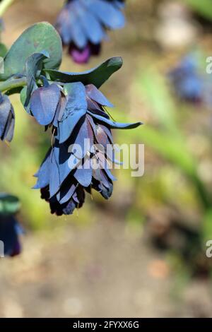 Feuilles et fleurs bleues et violettes de Honeywort, Cerinthe variété majeure purpurascens, avec un arrière-plan flou. Banque D'Images