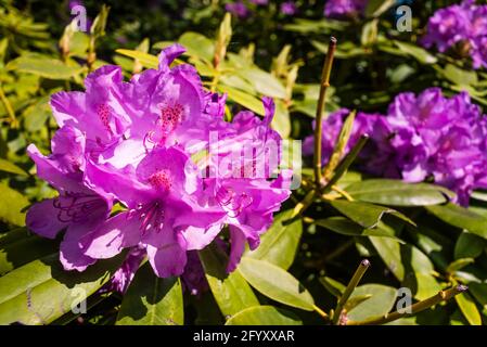 Magnifiques fleurs de rhododendron, colorées, bokeh, rouges Banque D'Images