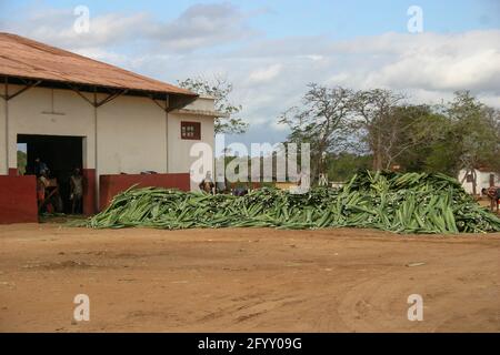 Sisal en attente de traitement Banque D'Images