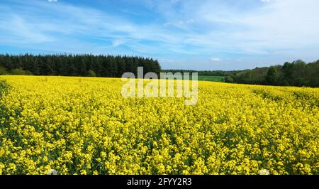 un champ jaune vif rempli de fleurs de colza sous un ciel bleu nuageux Banque D'Images