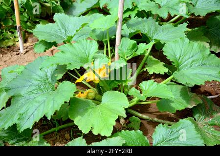 Culture de la plante de courgette Banque D'Images