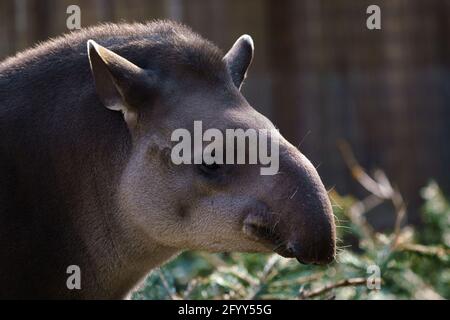 Portrait de tapir d'Amérique du Sud Tapirus terrestris () Banque D'Images