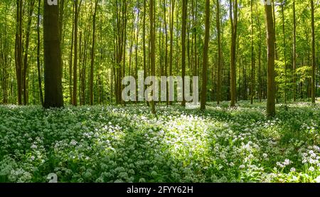 Une forêt de Beechwood pleine de fleurs d'ail sauvages Banque D'Images