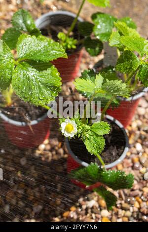 Arroser les plants de fraise dans de petits pots. Sur fond de gravier Banque D'Images