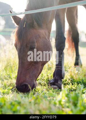 Vue latérale de l'adorable cheval de châtaignier rouge de race sur la pelouse pré le jour ensoleillé dans les terres agricoles Banque D'Images