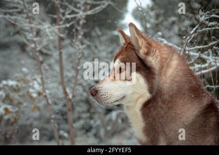 Adorable Husky de Sibérie moelleux debout paisiblement sur un sol enneigé forêt pendant les chutes de neige Banque D'Images