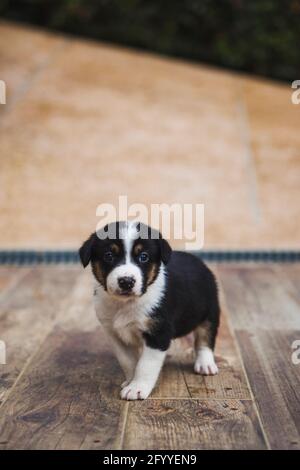 Adorable chiot de race avec fourrure noire et blanche s'amusant sur parquet Banque D'Images