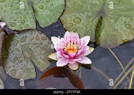 Nénuphar dans l'eau Banque D'Images