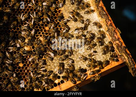 Ruche avec des nids d'abeilles en bois située dans l'apiaire Banque D'Images
