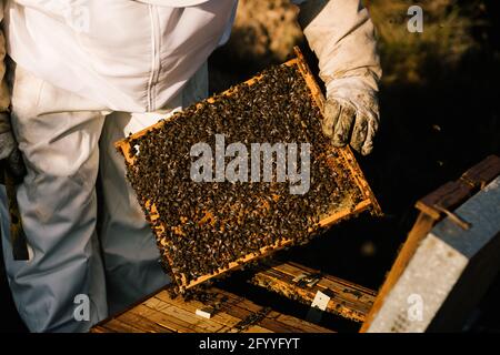 Gardien anonyme en gants de costume blancs de protection et chapeau en osier cadre de maintien de nid d'abeilles avec beaucoup d'abeilles et de miel pendant travail sur une ferme d'abeilles Banque D'Images