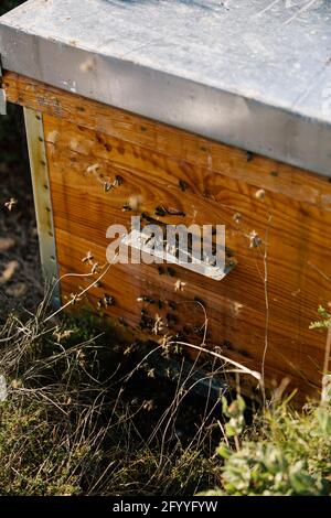 Ruche avec des nids d'abeilles en bois située dans l'apiaire Banque D'Images