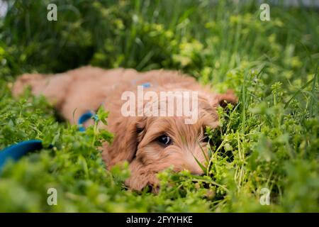 chiot chien appréciant l'herbe Banque D'Images