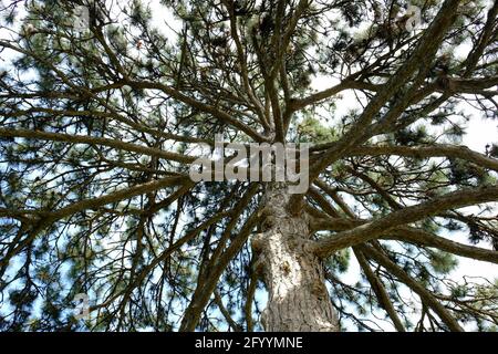 En regardant à travers les branches espacées uniformément d'un impressionnant pin blanc de l'est (Pinus strobus) à Ottawa, Ontario, Canada. Banque D'Images