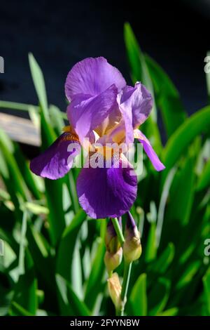 Exemple fantastique d'iris à barbe violette (Iris germanica) dans un jardin Glebe à la fin du printemps, Ottawa, Ontario, Canada. Banque D'Images