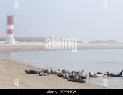 Colonie de phoques reposant sur la plage du Nord Sea Island Helgoland avec le phare en arrière-plan Une journée d'été Hazy et Sunny Banque D'Images