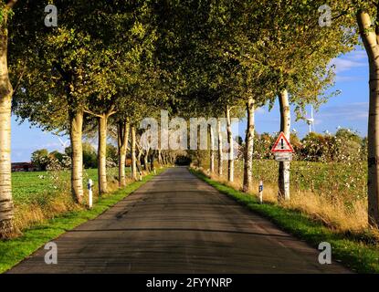 Magnifique Birch Alley en sortant de la ville à Visquard est Frison, un jour d'automne ensoleillé avec UN bleu clair Ciel et quelques grands nuages Banque D'Images