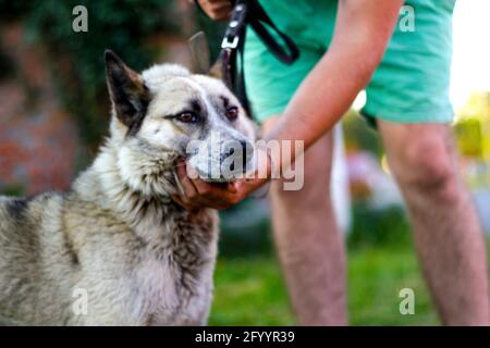 Gros plan sur la laisse avec les yeux bruns, laika husky en colère de sibérie. Les mains de l'homme chien de chasse, confiance concept de confiance, amour. Le propriétaire caressant gent Banque D'Images