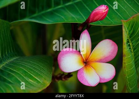 Plumeria fleur rose sur l'arbre dans le jardin. Banque D'Images