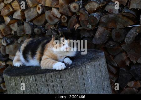 Calico chat avec une couche de trois couleurs est couché sur un bloc de bois, derrière une crête de bois de chauffage. Banque D'Images