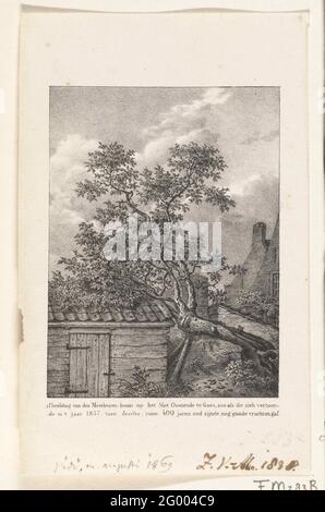 Vieux mûrier dans Goes, 1837; image du Moerbeezien-Boom sur le château d'Ostende dans Goes, donc si elle s'est montrée en l'an 1837, quand il a abandonné, plus de 400 ans, encore de bons fruits. Vieux mûrier sur le château Ostende en va en 1837, quand il a abandonné plus de 400 ans arbre, même de bons fruits. L'arbre aurait été planté par Jacoba van Bavaria. Banque D'Images