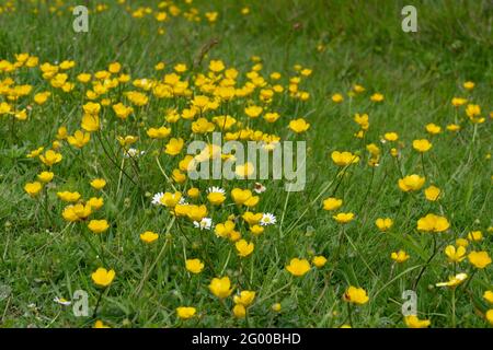 meadows sur la côte du kent, angleterre Banque D'Images