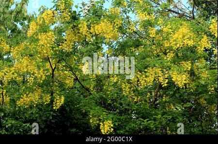 Laburnum x vossii 'Watereri', fleurs jaunes, arbre Banque D'Images