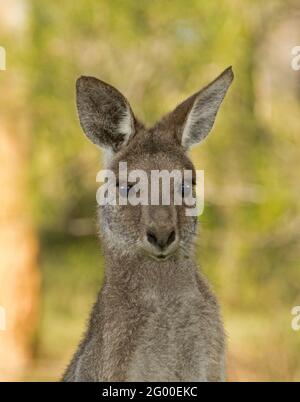 Portrait de la belle face du kangourou gris de l'est, Macropus giganteus, dans la nature, alerte et regardant à la caméra dans le Queensland littoral de l'Australie Banque D'Images