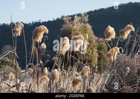 Roseau commun (Phragmites australis) recouvert de givre poussant à Snowy River en Nouvelle-Galles du Sud en Australie Banque D'Images